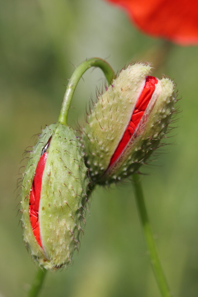 Au Jardin de mes désirs